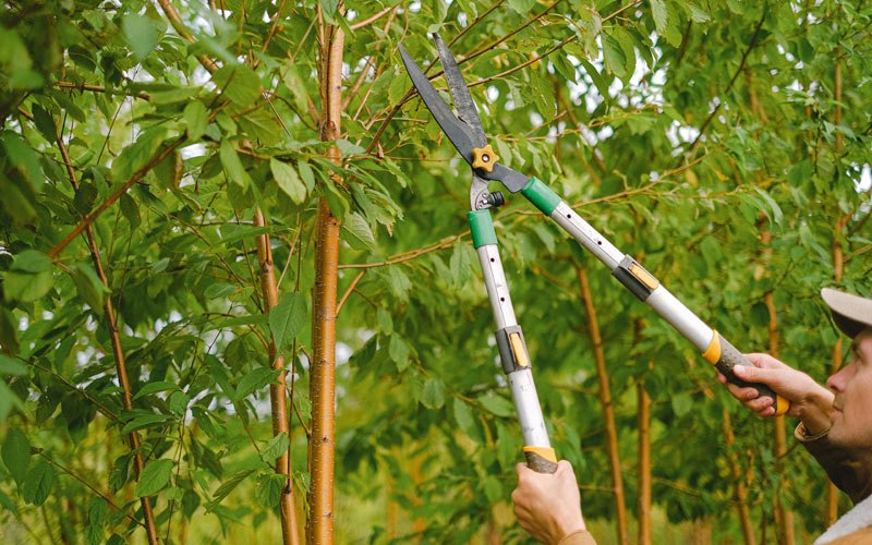 Tree trimming in Thornfield, MO