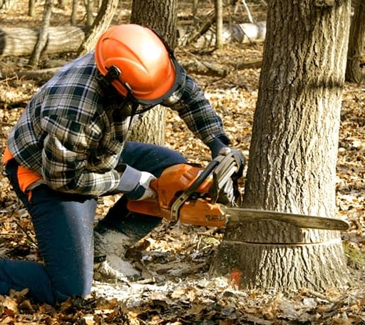 Tree Removal in Thornfield, MO